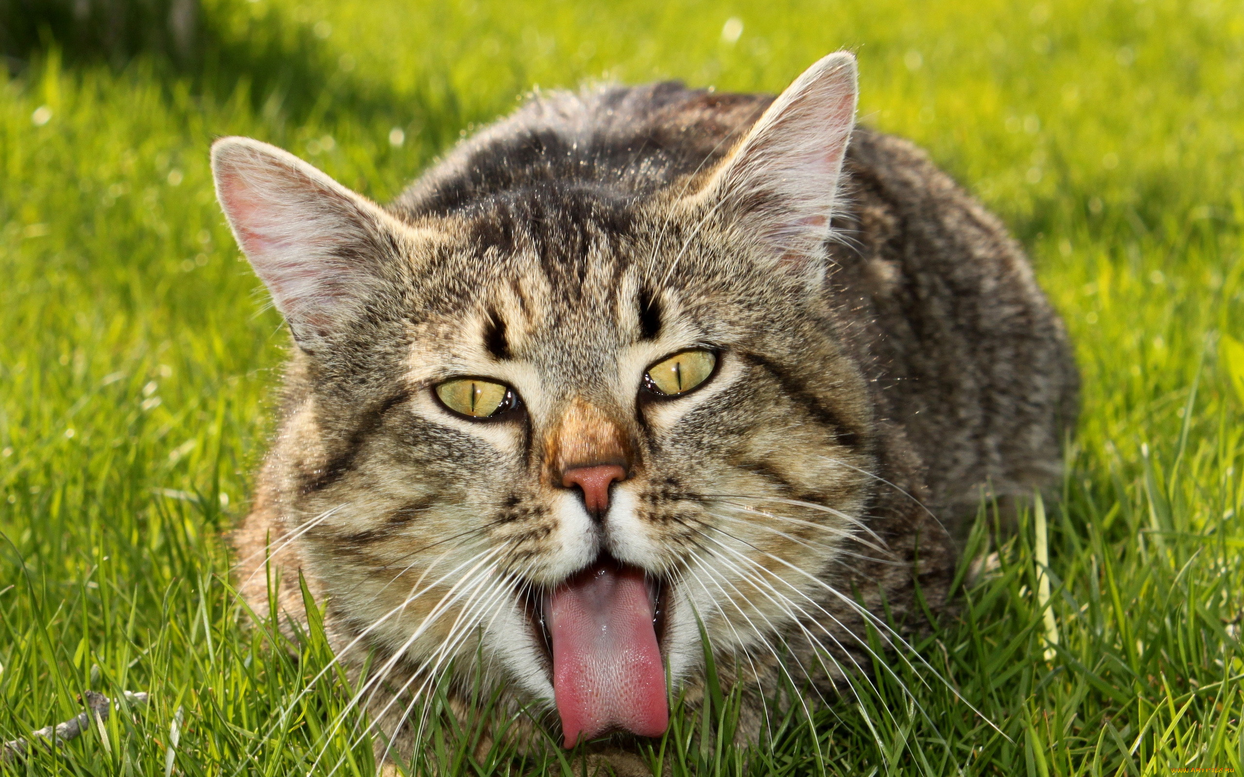 Звуки животных котов. Коты. Животные кошки. Фото котов. Веселый кот.